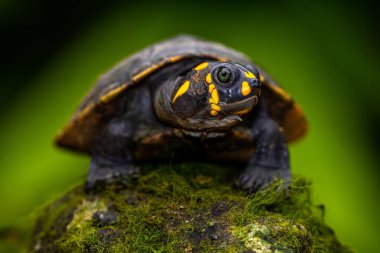 The yellow-spotted Amazon river turtle (Podocnemis unifilis), also known commonly as the yellow-headed sideneck turtle and the yellow-spotted river turtle clipart