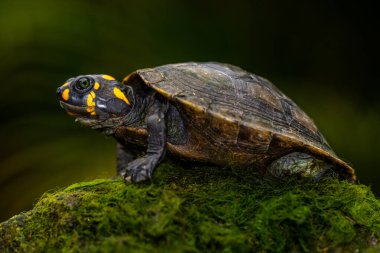 Sarı benekli Amazon nehir kaplumbağası (Podocnemis unifilis), yaygın olarak sarı başlı sideneck kaplumbağa ve sarı benekli nehir kaplumbağası olarak da bilinir.