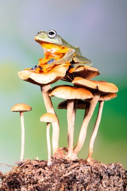 Rhacophorus reinwardtii, Rhacophoridae familyasından bir kurbağa türü. Kara perdeli ağaçkakan, yeşil uçan kurbağa, Reinwardt 'ın uçan kurbağası veya Reinwardt' ın ağaçkakanı olarak da bilinir.