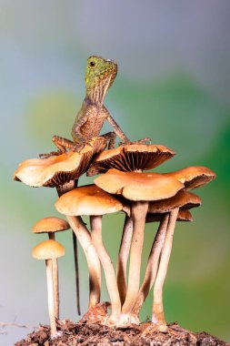 Gonocephalus chamaeleontinus, Endonezya ve Malezya 'dan gelen bir kertenkele türüdür.