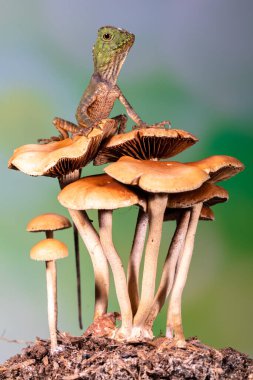 Gonocephalus chamaeleontinus, Endonezya ve Malezya 'dan gelen bir kertenkele türüdür.