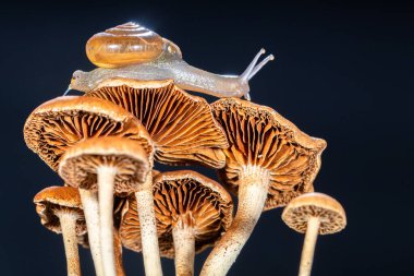 Salyangoz kabuklu bir gastropoddur. Bu isim çoğunlukla kara salyangozlarına, karasal pulmonat gastropod yumuşakçalarına uygulanır.