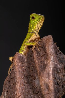 Gonocephalus chamaeleontinus, Endonezya ve Malezya 'dan gelen bir kertenkele türüdür.