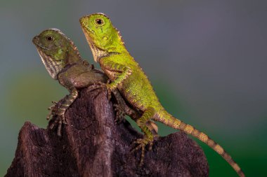 Gonocephalus chamaeleontinus, Endonezya ve Malezya 'dan gelen bir kertenkele türüdür.