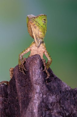 Gonocephalus chamaeleontinus, the chameleon forest dragon or chameleon anglehead lizard, is a species of agamid lizard from Indonesia and Malaysia clipart