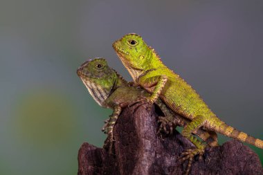 Gonocephalus chamaeleontinus, Endonezya ve Malezya 'dan gelen bir kertenkele türüdür.