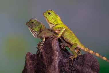 Gonocephalus chamaeleontinus, the chameleon forest dragon or chameleon anglehead lizard, is a species of agamid lizard from Indonesia and Malaysia clipart