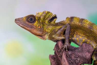 Gonocephalus grandis, the giant forest dragon or great anglehead lizard, is a species of agamid lizard clipart