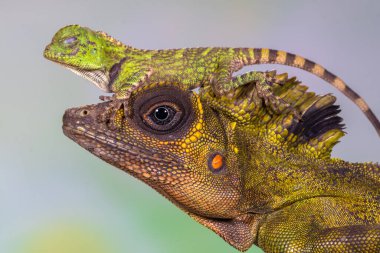 Gonocephalus grandis, dev orman ejderhası ya da büyük anglehead kertenkelesi, kertenkelenin ortasında yaşayan bir tür.