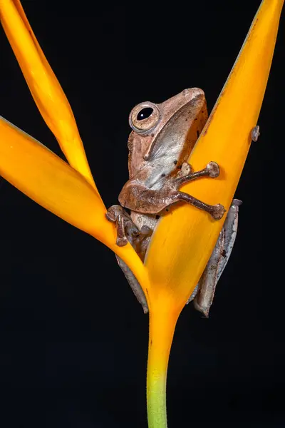 Polipedler otilophus, ağaç kurbağası, Borneo kulaklı kurbağa veya kemik kafalı uçan kurbağa olarak da bilinir.