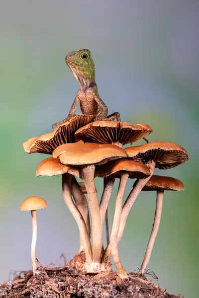 Gonocephalus chamaeleontinus, Endonezya ve Malezya 'dan gelen bir kertenkele türüdür.