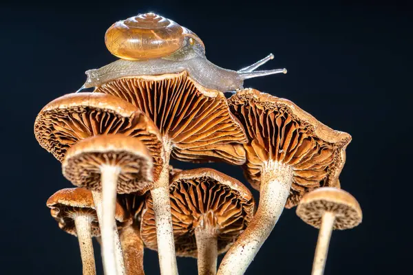 Salyangoz kabuklu bir gastropoddur. Bu isim çoğunlukla kara salyangozlarına, karasal pulmonat gastropod yumuşakçalarına uygulanır.