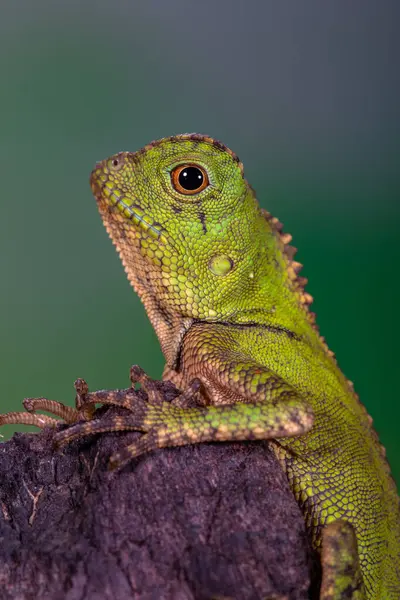 Gonocephalus chamaeleontinus, Endonezya ve Malezya 'dan gelen bir kertenkele türüdür.