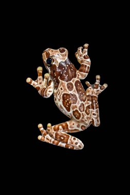 Misyon altın gözlü ağaç kurbağası (Trachycephalus resinifictrix), Güney Amerika 'da Amazon yağmur ormanlarında yetişen büyük bir ağaç kurbağası türüdür.