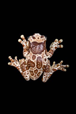 Misyon altın gözlü ağaç kurbağası (Trachycephalus resinifictrix), Güney Amerika 'da Amazon yağmur ormanlarında yetişen büyük bir ağaç kurbağası türüdür.