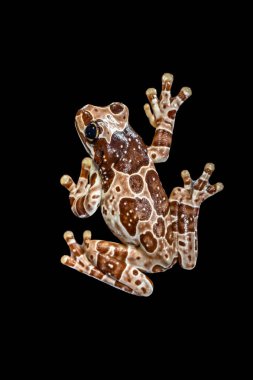 Misyon altın gözlü ağaç kurbağası (Trachycephalus resinifictrix), Güney Amerika 'da Amazon yağmur ormanlarında yetişen büyük bir ağaç kurbağası türüdür.