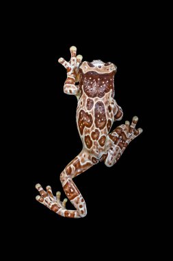 Misyon altın gözlü ağaç kurbağası (Trachycephalus resinifictrix), Güney Amerika 'da Amazon yağmur ormanlarında yetişen büyük bir ağaç kurbağası türüdür.