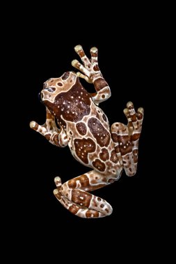 Misyon altın gözlü ağaç kurbağası (Trachycephalus resinifictrix), Güney Amerika 'da Amazon yağmur ormanlarında yetişen büyük bir ağaç kurbağası türüdür.