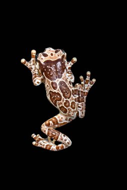 Misyon altın gözlü ağaç kurbağası (Trachycephalus resinifictrix), Güney Amerika 'da Amazon yağmur ormanlarında yetişen büyük bir ağaç kurbağası türüdür.