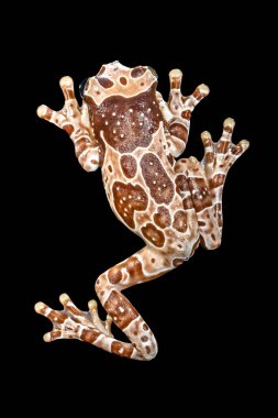 Misyon altın gözlü ağaç kurbağası (Trachycephalus resinifictrix), Güney Amerika 'da Amazon yağmur ormanlarında yetişen büyük bir ağaç kurbağası türüdür.