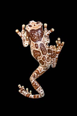 Misyon altın gözlü ağaç kurbağası (Trachycephalus resinifictrix), Güney Amerika 'da Amazon yağmur ormanlarında yetişen büyük bir ağaç kurbağası türüdür.