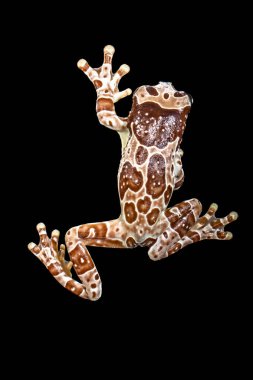 Misyon altın gözlü ağaç kurbağası (Trachycephalus resinifictrix), Güney Amerika 'da Amazon yağmur ormanlarında yetişen büyük bir ağaç kurbağası türüdür.