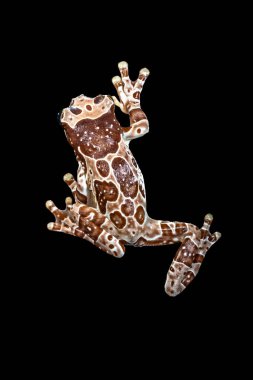 Misyon altın gözlü ağaç kurbağası (Trachycephalus resinifictrix), Güney Amerika 'da Amazon yağmur ormanlarında yetişen büyük bir ağaç kurbağası türüdür.