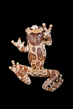 Misyon altın gözlü ağaç kurbağası (Trachycephalus resinifictrix), Güney Amerika 'da Amazon yağmur ormanlarında yetişen büyük bir ağaç kurbağası türüdür.