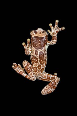 Misyon altın gözlü ağaç kurbağası (Trachycephalus resinifictrix), Güney Amerika 'da Amazon yağmur ormanlarında yetişen büyük bir ağaç kurbağası türüdür.