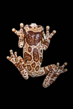 Misyon altın gözlü ağaç kurbağası (Trachycephalus resinifictrix), Güney Amerika 'da Amazon yağmur ormanlarında yetişen büyük bir ağaç kurbağası türüdür.