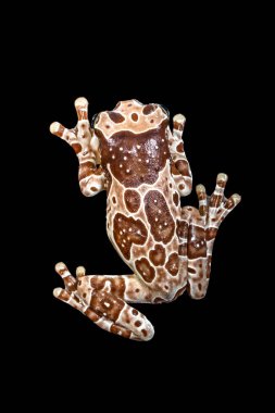 Misyon altın gözlü ağaç kurbağası (Trachycephalus resinifictrix), Güney Amerika 'da Amazon yağmur ormanlarında yetişen büyük bir ağaç kurbağası türüdür.