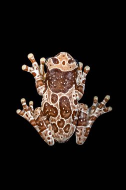 Misyon altın gözlü ağaç kurbağası (Trachycephalus resinifictrix), Güney Amerika 'da Amazon yağmur ormanlarında yetişen büyük bir ağaç kurbağası türüdür.