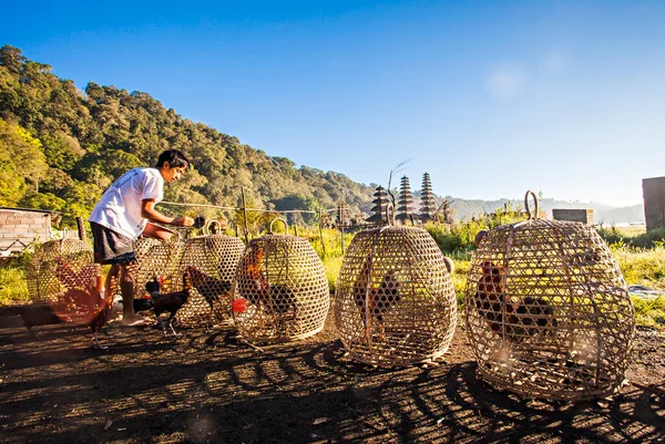 stock image A balinese man feeding his roosters in the morning near Tamblingan Temple