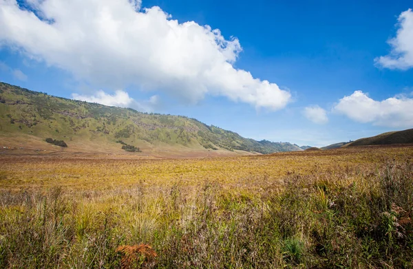 The beauty of Teletubbies Hill, a vast savanna landscape, one of the tourist destinations in the Bromo Tengger Semeru tourist area in East Java, Indonesia.