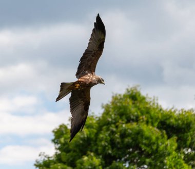 Kırmızı kuyruklu şahin, buteo teo, yetişkin, yırtıcı kuş, av şahin, av, şahin, şahin, şahin, kartal