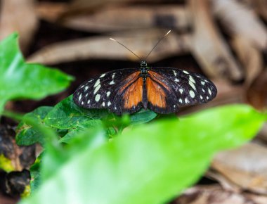 Yeşil yapraklı kelebek.