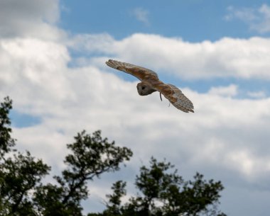 owl in the sky