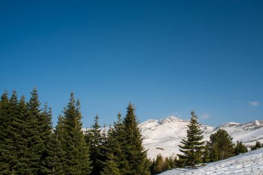 Arka planda Uludağ 'ın çam ağaçları ve karlı manzarası var. Yüksek kalite fotoğraf