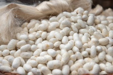 İpek üretmek için üretilmiş beyaz ipek böcekleri kozaları. ham ipek, yüksek kaliteli fotoğraf