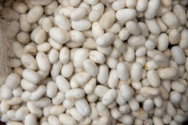 İpek üretmek için üretilmiş beyaz ipek böcekleri kozaları. ham ipek, yüksek kaliteli fotoğraf