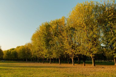 Güneşin doğuşunda, sonbahar sezonunda parkta büyüleyici doğa ve ışık oyunları oynanıyor. Yüksek kalite fotoğraf