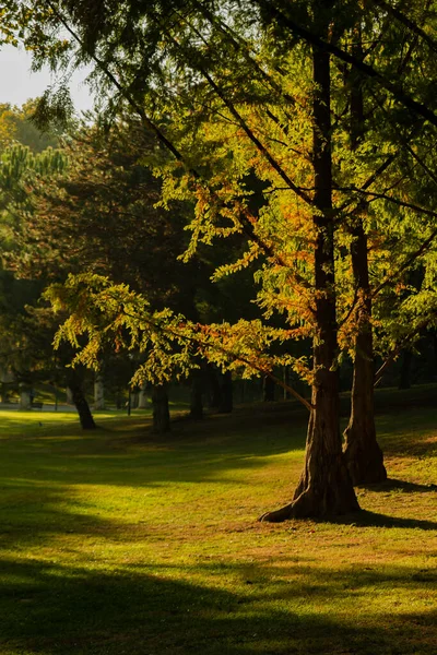 Güneşin doğuşunda, sonbahar sezonunda parkta büyüleyici doğa ve ışık oyunları oynanıyor. Yüksek kalite fotoğraf