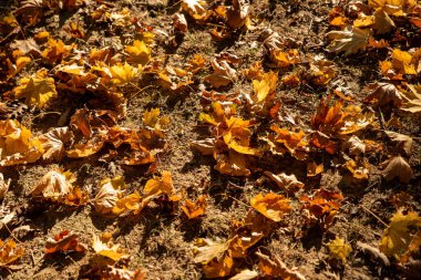 Sonbaharda renkli yapraklar, farklı tonlarda yapraklar, sonbahar konsepti. Yüksek kalite fotoğraf