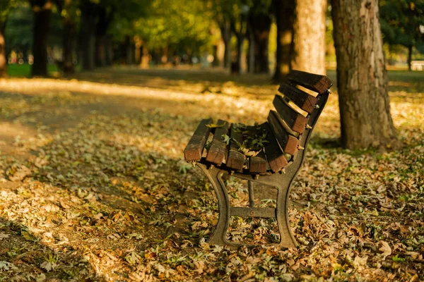 Άδειο Παγκάκι Στο Πάρκο Πόδια Φθινόπωρο Φθινόπωρο Αφήνει Έννοια Υψηλής — Φωτογραφία Αρχείου