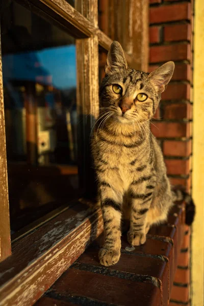 Duvarlı bir pencerenin önünde duran sevimli sokak kedisi. Yüksek kalite fotoğraf