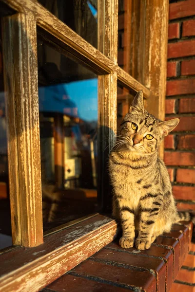 Roztomilá Zbloudilá Kočka Stojí Před Oknem Cihlovou Zdí Kvalitní Fotografie — Stock fotografie
