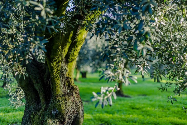 olive field and single olive tree , Olive is one of the longest living tree species in the world. High quality photo
