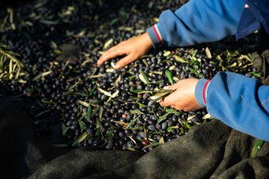 Olive picking time , Peasant Hands during Olives Harvesting , Farmer sorting freshly harvested olives. High quality photo