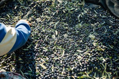 Olive picking time , Peasant Hands during Olives Harvesting , Farmer sorting freshly harvested olives. High quality photo