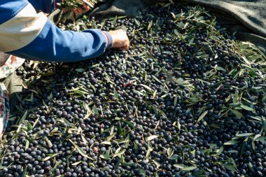 Olive picking time , Peasant Hands during Olives Harvesting , Farmer sorting freshly harvested olives. High quality photo